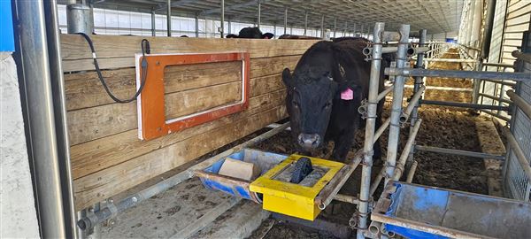 牛飲水稱重系統(tǒng)