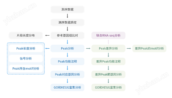RNA親和純化測(cè)序（RAP-seq）