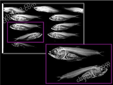 生科領(lǐng)域魚檢測(cè)用X光機(jī)，鯽魚肌間刺檢測(cè)