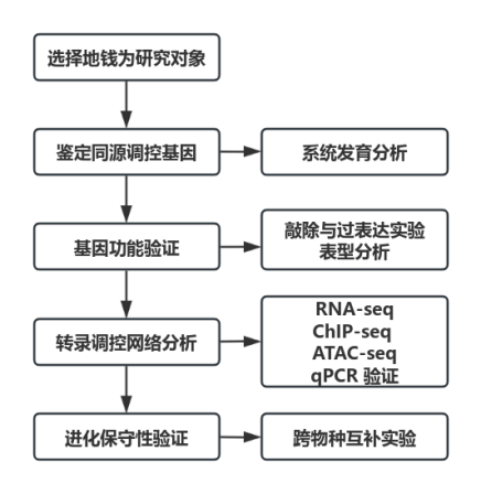【文獻解讀】ChIP-seq應用：解鎖地錢葉綠體發育調控密碼