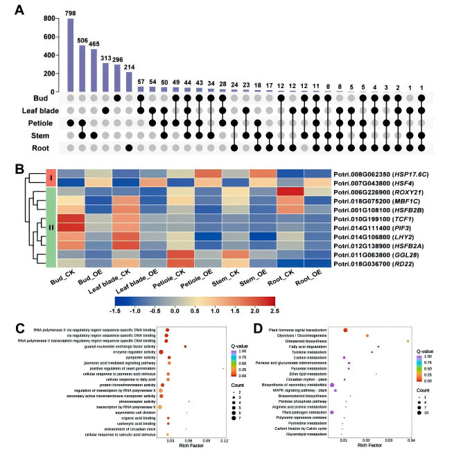 圖6.png DAP-seq助力揭示PagHSF4調控楊樹生長發育與耐鹽性的分子機制