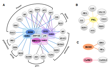 植物中的染色質(zhì)重塑：復(fù)合物組成、機(jī)制多樣性及生物學(xué)功能