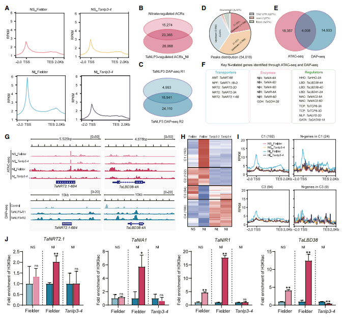 案例5-2.png DAP-seq实用研究思路助力植物转录调控研究